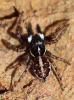 Menemerus semilimbatus